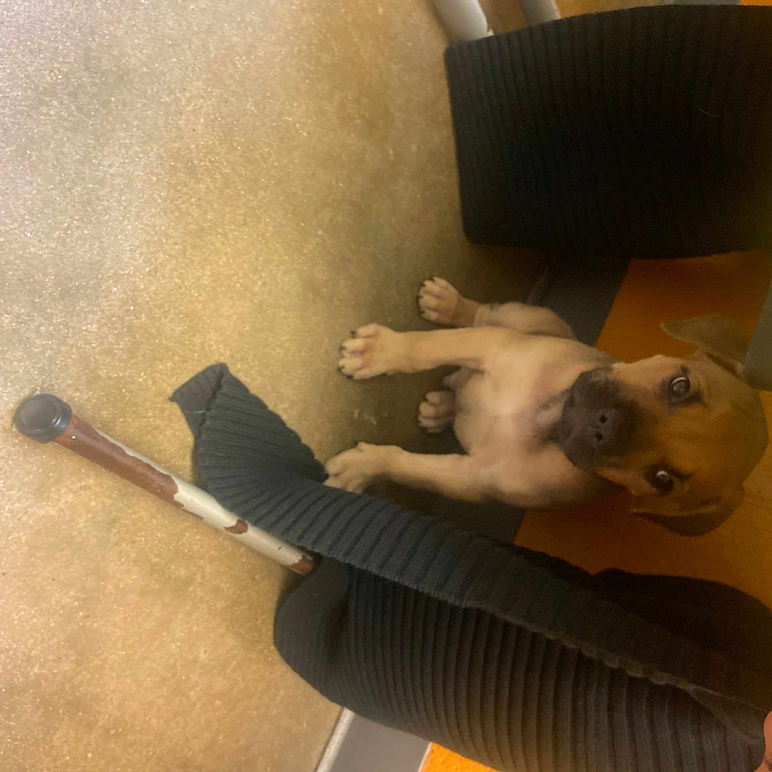 Max is registered to the contest to win money with this photo: art, canidae, carnivore, comfort, companion_dog, dog, dog_breed, elbow, fawn, flooring, hardwood, human_body, human_leg, plaster, sculpture, sporting_group, statue, thigh, trunk, wood