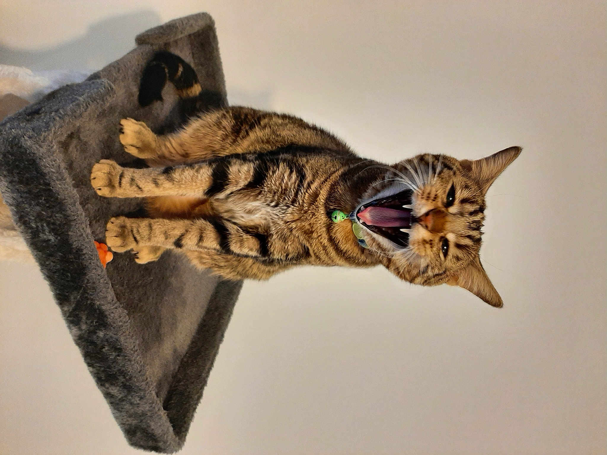 Patapouf