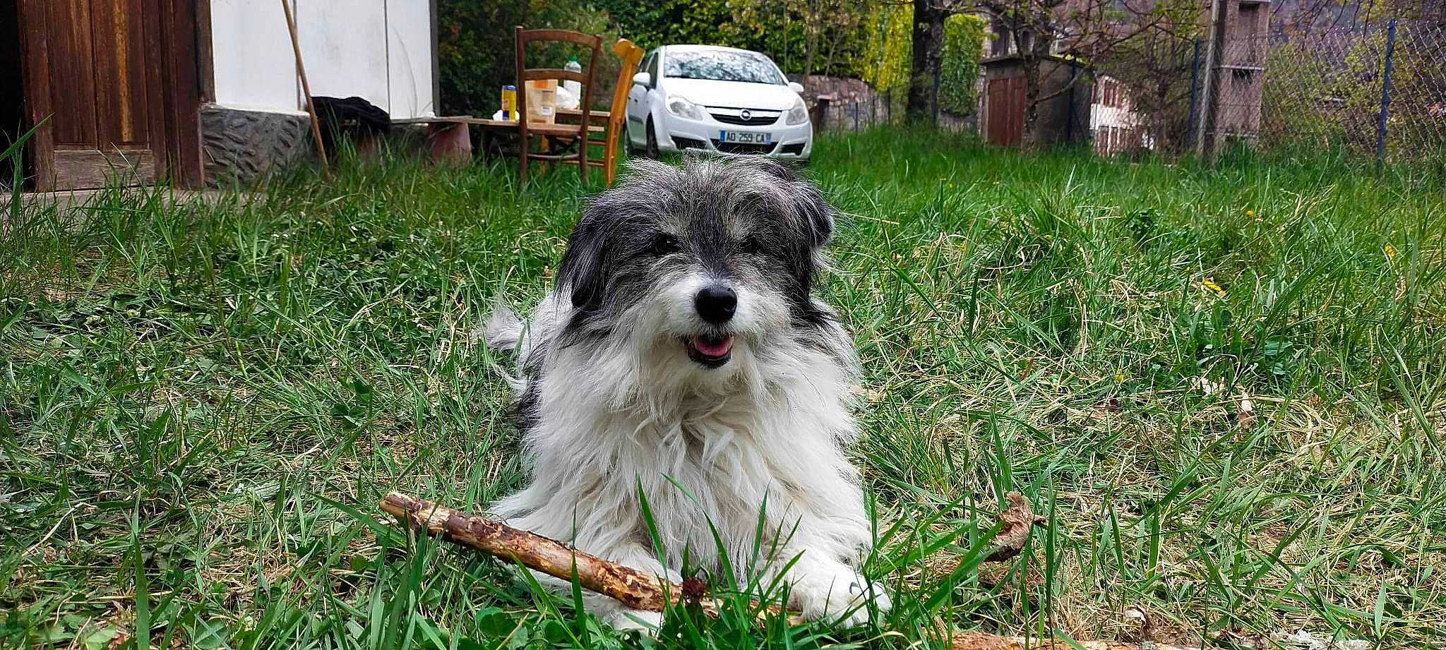 Loki participe au concours pour gagner de l'argent avec cette photo : car, carnivore, companion_dog, dog, dog_breed, garden, grass, groundcover, herding_dog, plant, small_terrier, terrier, tire, toy_dog, tree, vehicle, wheel, working_animal, working_dog, yard