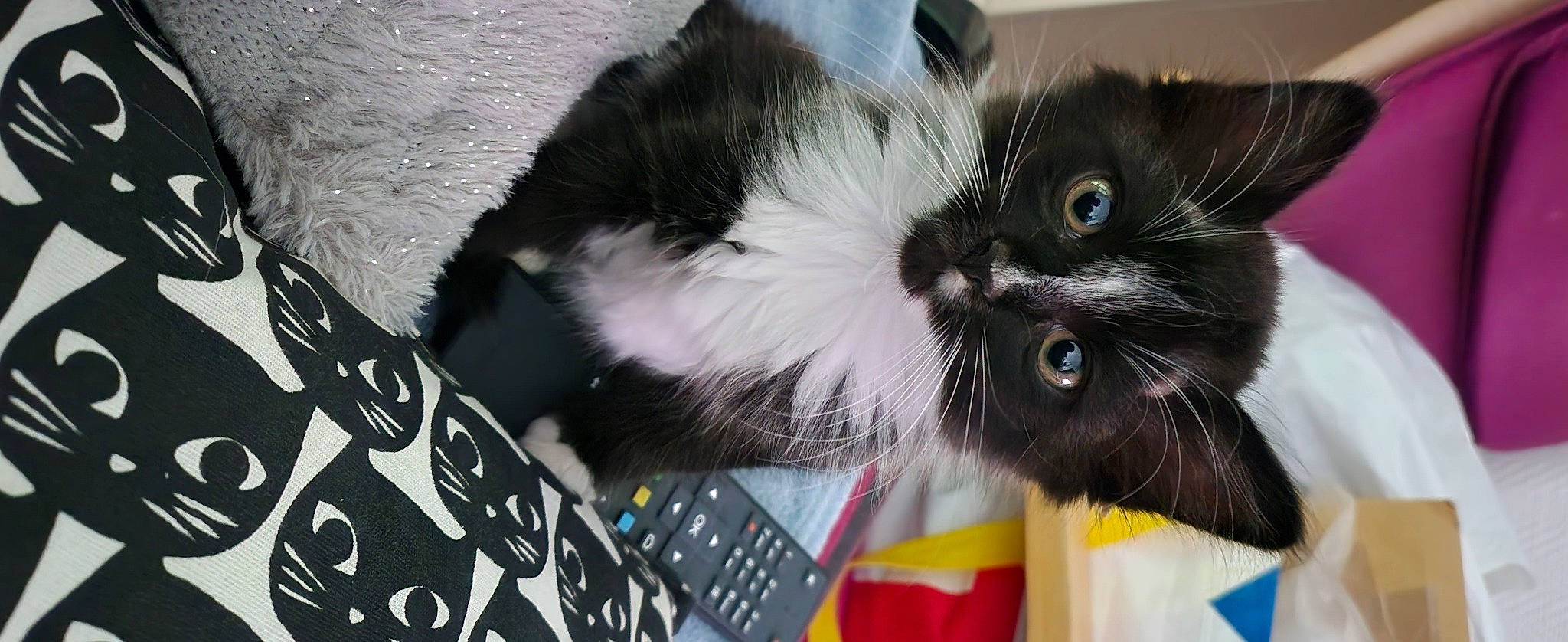 Oreo a rejoint le concours — aidez-le/la à gagner de superbes lots ! black_cat, box, carnivore, cat, cat_supply, claw, domestic_short_haired_cat, felidae, fur, paw, small_to_medium_sized_cats, snout, tail, whiskers