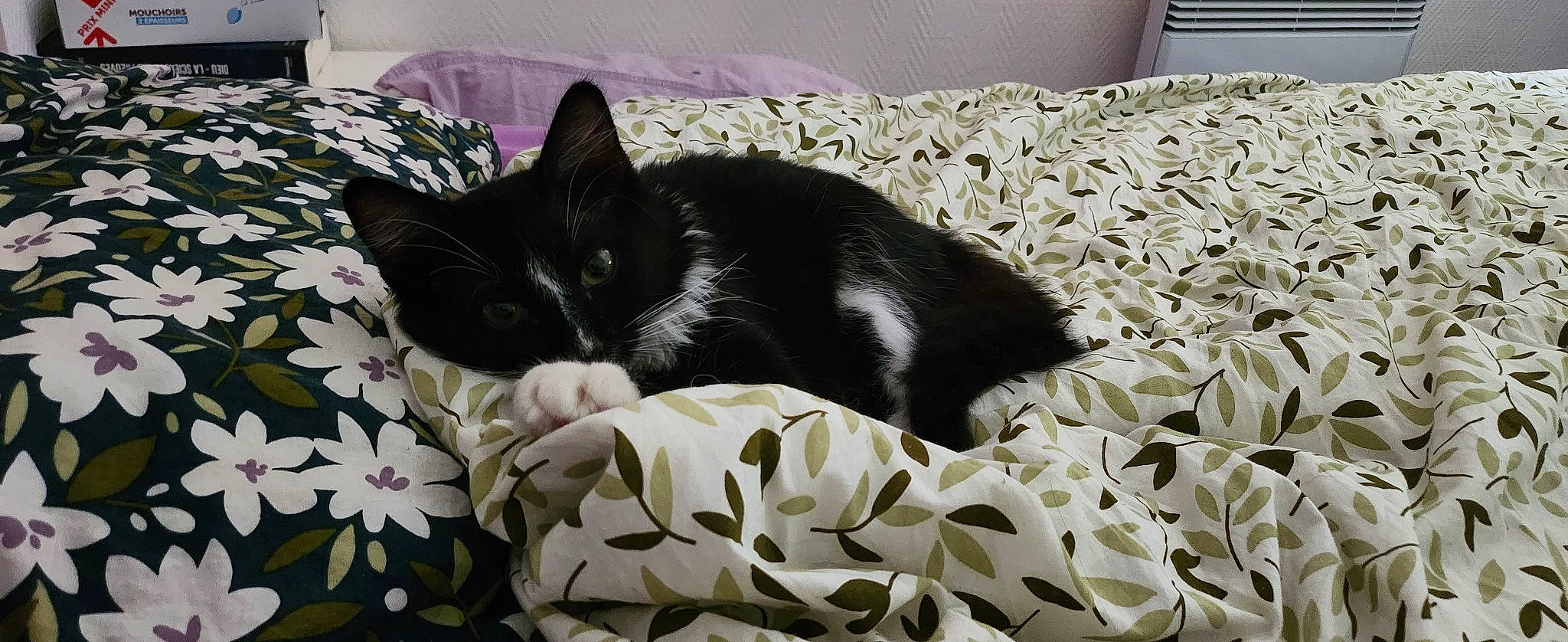 Oreo a rejoint le concours — aidez-le/la à gagner de superbes lots ! bed, bed_sheet, bedding, bedroom, black_cat, carnivore, cat, cat_supply, comfort, domestic_short_haired_cat, felidae, fur, grey, linens, nap, pattern, room, small_to_medium_sized_cats, tail, whiskers