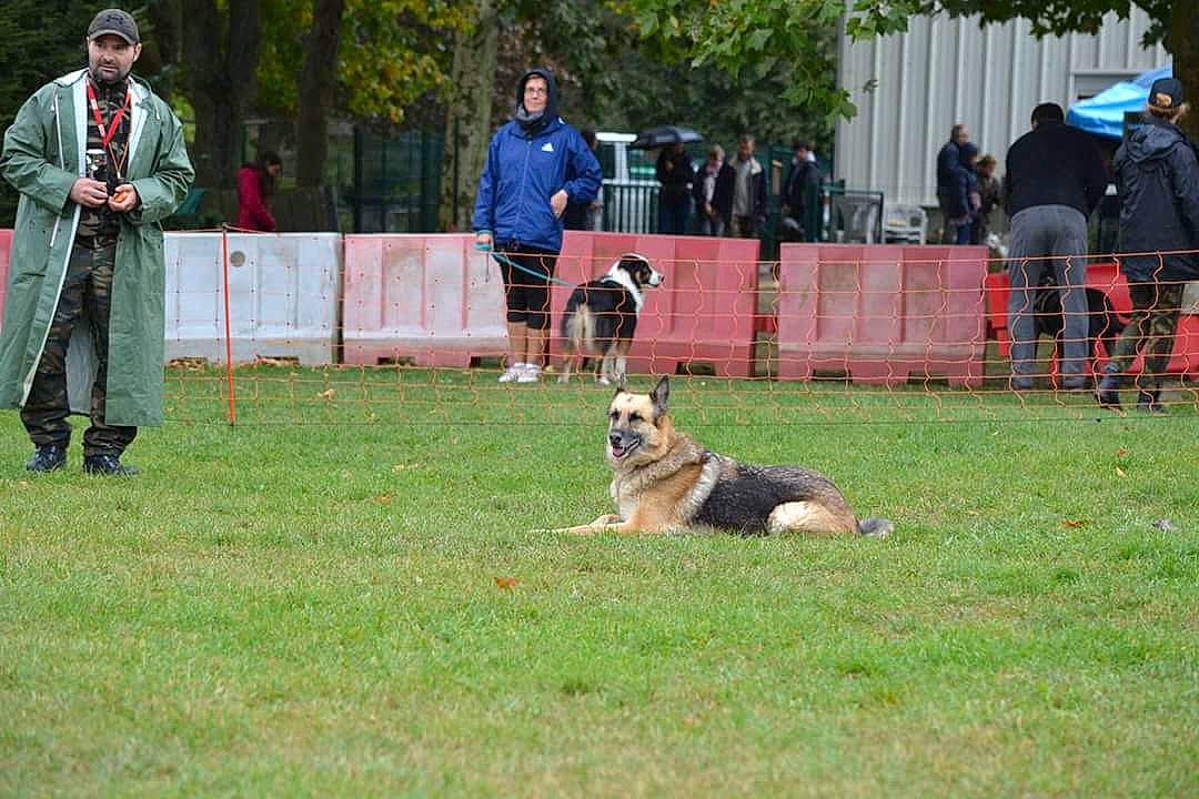 Kaila a rejoint le concours — aidez-le/la à gagner de superbes lots ! animal_sports, competition, conformation_show, dog, dog_agility, dog_breed_group, dog_like_mammal, dog_sports, grass, headwear, mammal, obedience_training, obedience_trial, person, plant, police_dog, race, rally_obedience, schutzhund, vertebrate