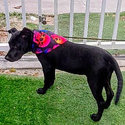 Black Lightning is registered to the contest to win money with this photo: dog, black_dog, bandana, artificial_grass, fence, outdoor, pet, animal, canine, grass, leaves, side_view, collar, domestic_animal, standing, young_dog, colorful_bandana, curious, nature, daytime
