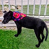 dog, black_dog, bandana, artificial_grass, fence, outdoor, pet, animal, canine, grass, leaves, side_view, collar, domestic_animal, standing, young_dog, colorful_bandana, curious, nature, daytime