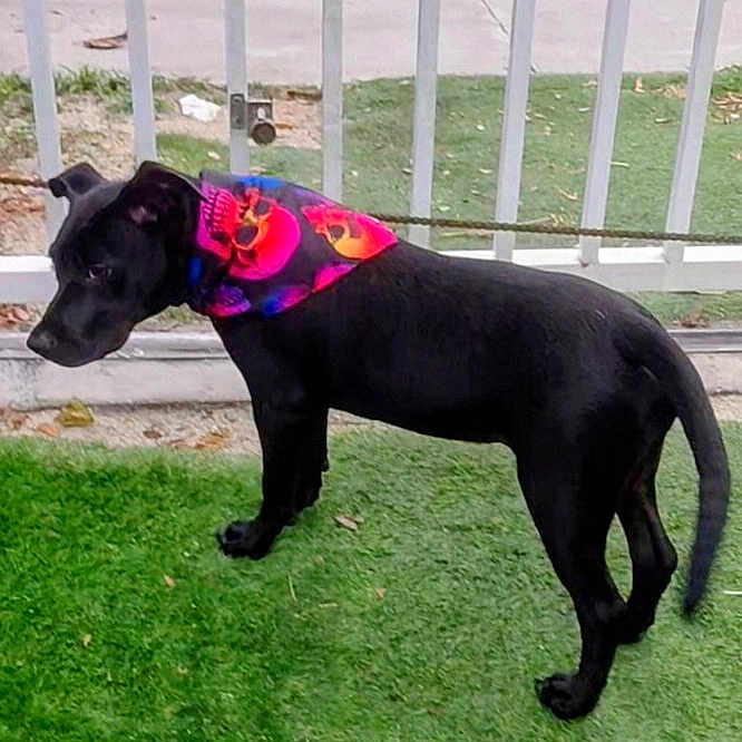 Black Lightning is registered to the contest to win money with this photo: dog, black_dog, bandana, artificial_grass, fence, outdoor, pet, animal, canine, grass, leaves, side_view, collar, domestic_animal, standing, young_dog, colorful_bandana, curious, nature, daytime