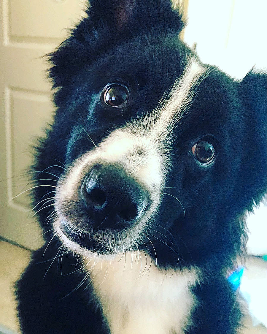 Haru is registered to the contest to win money with this photo: border_collie, canidae, carnivore, collar, companion_dog, dog, dog_breed, dog_collar, ear, fur, herding_dog, mammal, snout, sporting_group, vertebrate, whiskers, working_animal, working_dog