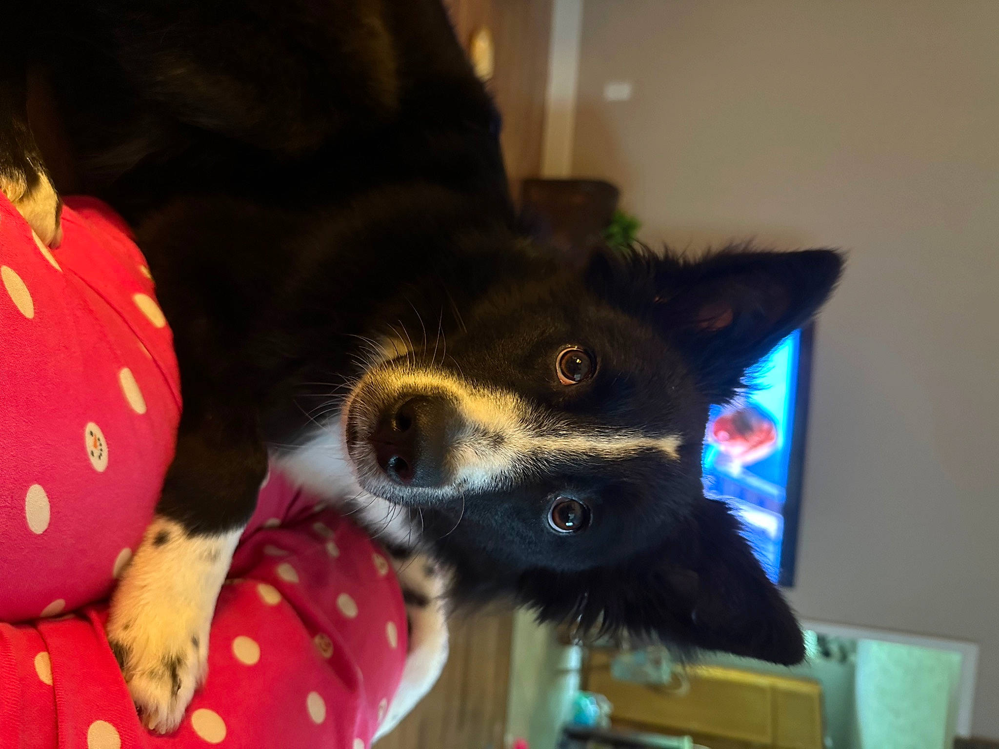 Haru is registered to the contest to win money with this photo: canidae, carmine, carnivore, claw, companion_dog, dog_breed, ear, fawn, felidae, flooring, fur, party_hat, paw, room, small_to_medium_sized_cats, snout, sporting_group, tail, toy, whiskers