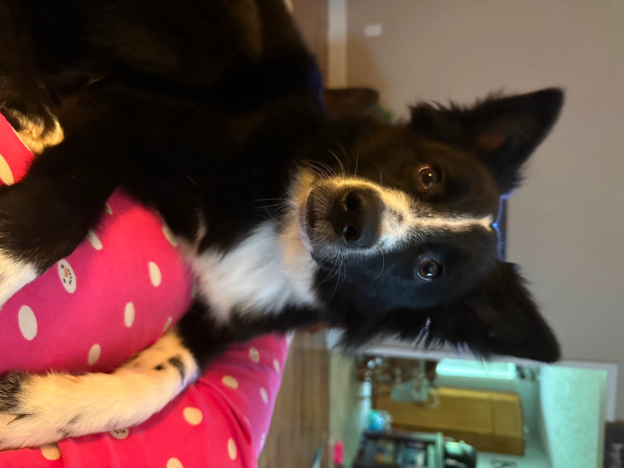 Haru is registered to the contest to win money with this photo: carnivore, claw, collar, companion_dog, dog, dog_breed, dog_collar, dog_supply, ear, foot, fur, herding_dog, paw, sporting_group, tail, toy_dog, whiskers, working_animal, working_dog