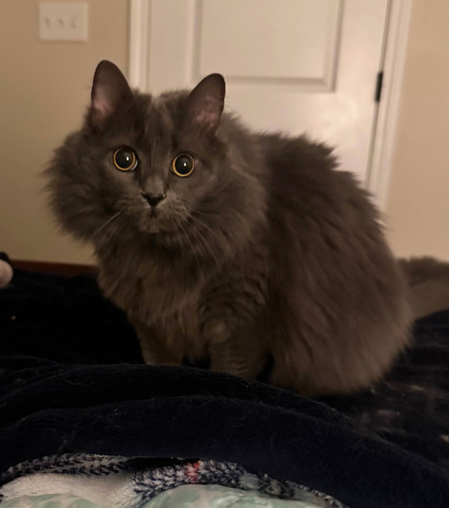 Serena joined the competition — help win amazing prizes! automotive_tire, box, british_longhair, carnivore, cat, comfort, domestic_short_haired_cat, door, felidae, fur, grey, maine_coon, paw, small_to_medium_sized_cats, snout, tail, tread, whiskers, window