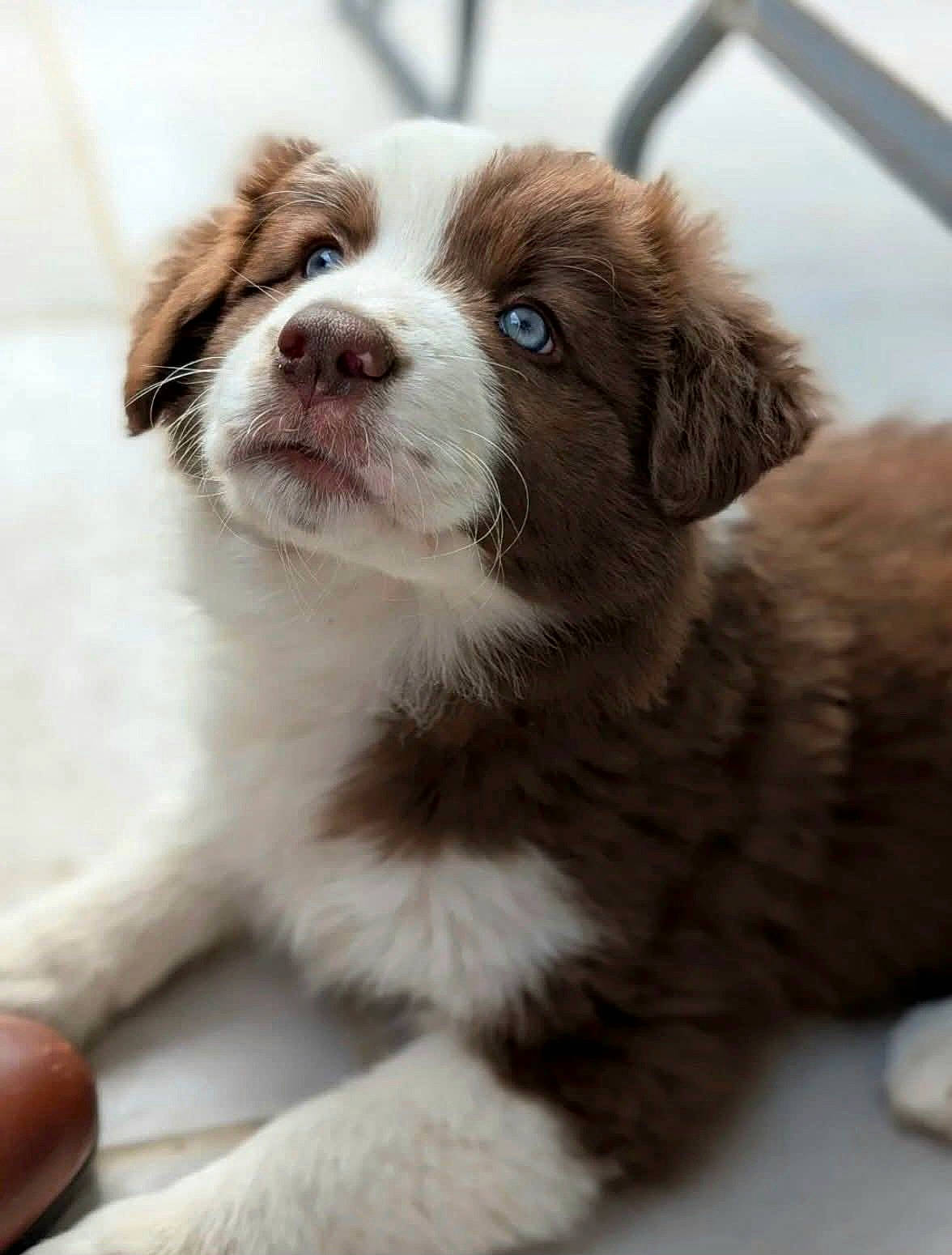 Jessy a rejoint le concours — aidez-le/la à gagner de superbes lots ! adorable, animal, blue_eyes, brown, close_up, cute, dog, domestic_animal, ears, floor, fluffy, fur, indoor, looking_up, nose, pet, puppy, whiskers, white, young