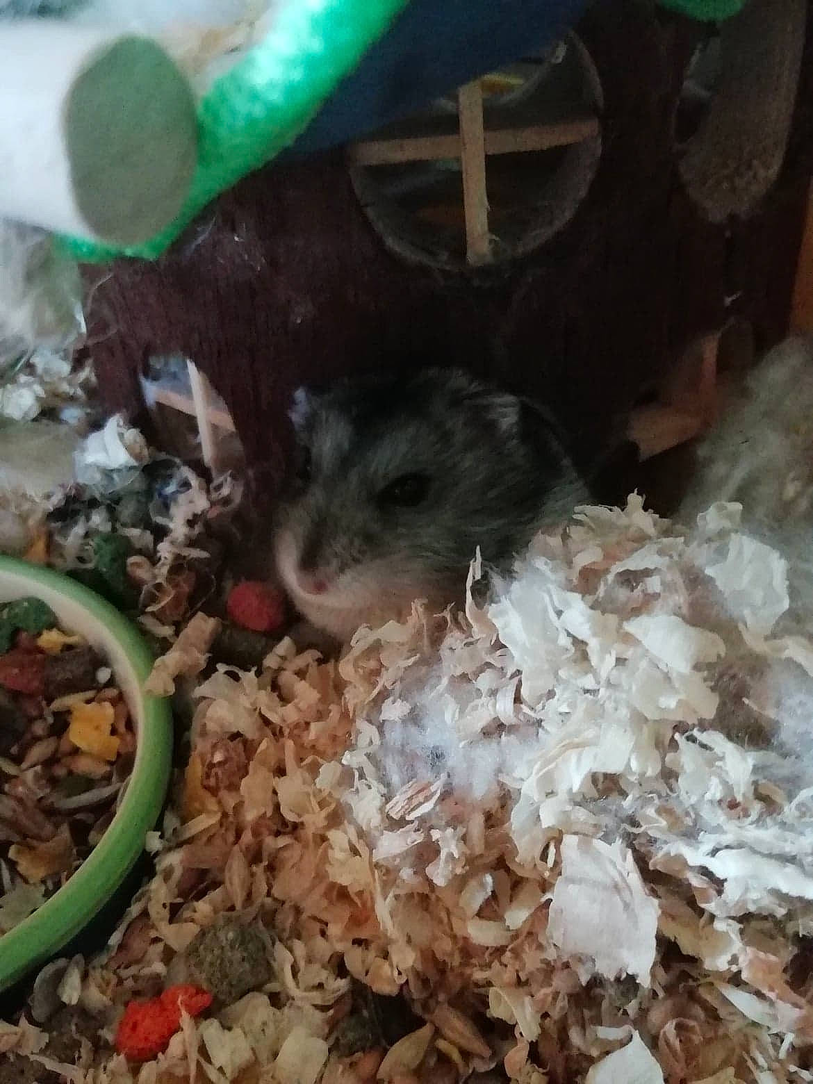 Gilbert participe au concours pour gagner de l'argent avec cette photo : adaptation, chinchilla, degu, dormouse, gerbil, hamster, mouse, muridae, muroidea, rat, rodent