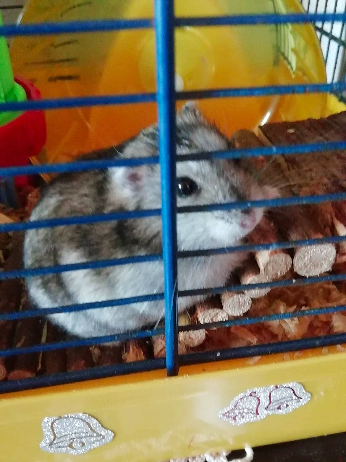 Gilbert a rejoint le concours — aidez-le/la à gagner de superbes lots ! animal_shelter, cage, degu, gerbil, hamster, mouse, muridae, muroidea, pest, rat, rodent