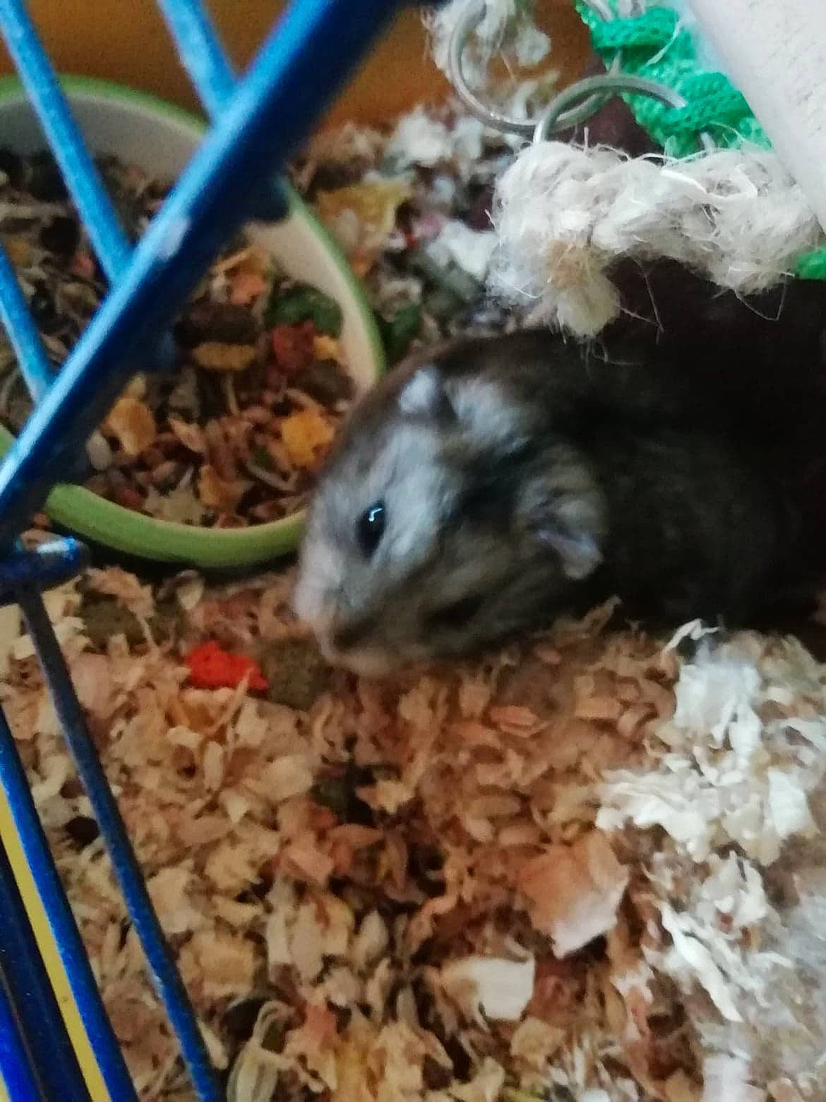 Gilbert a rejoint le concours — aidez-le/la à gagner de superbes lots ! adaptation, chinchilla, degu, fawn, gerbil, hamster, mammal, marsupial, mouse, muridae, muroidea, pest, rat, rodent, whiskers