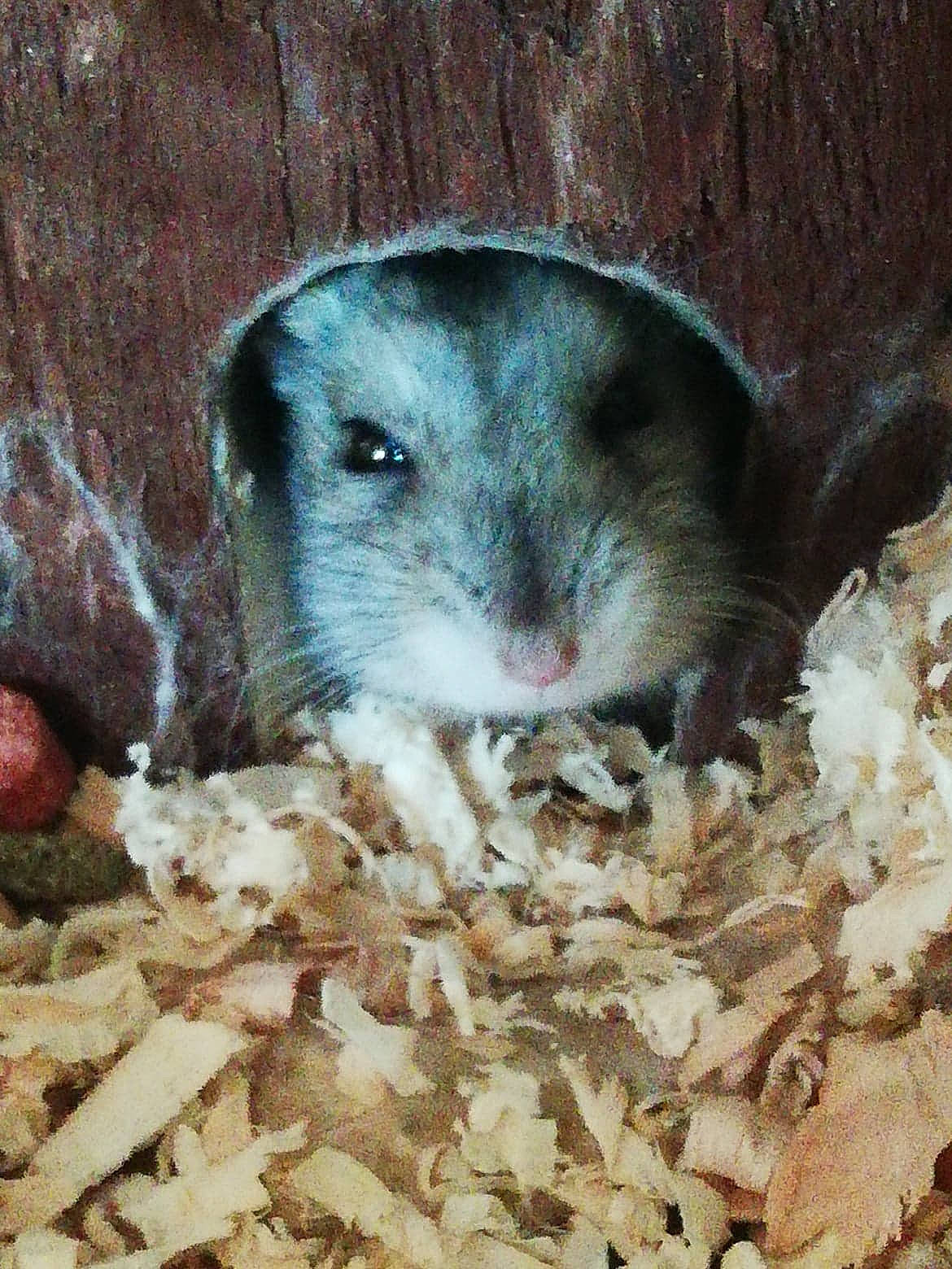 Gilbert a rejoint le concours — aidez-le/la à gagner de superbes lots ! adaptation, chinchilla, degu, dormouse, fawn, gerbil, hamster, mammal, mouse, muridae, muroidea, pest, rat, rodent, snout, whiskers