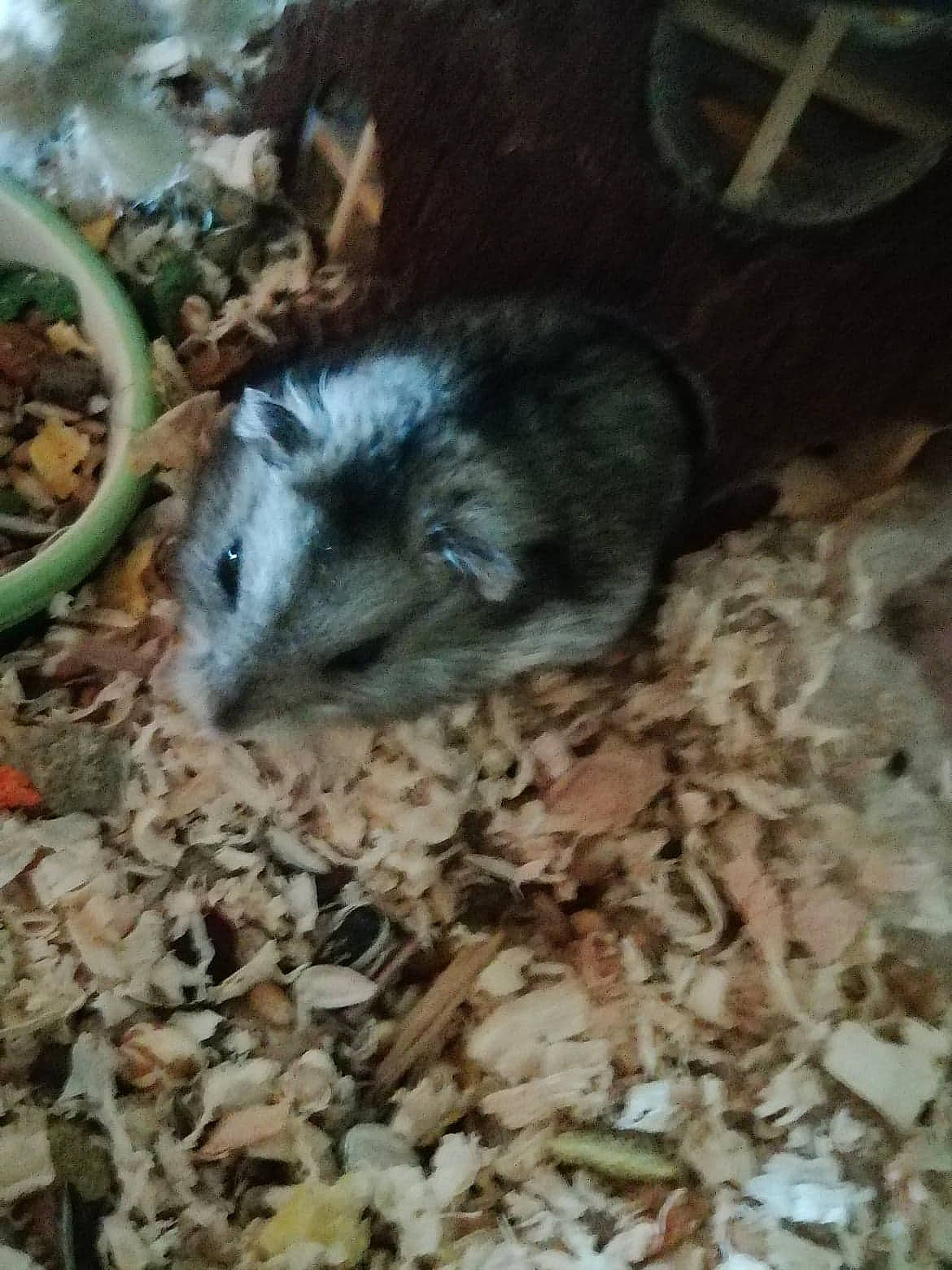 Gilbert a rejoint le concours — aidez-le/la à gagner de superbes lots ! adaptation, chinchilla, degu, dormouse, fawn, gerbil, hamster, mammal, mouse, muridae, muroidea, pest, rat, rodent