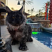 King is registered to the contest to win money with this photo: cat, maine_coon, outdoor, sunset, pool, water, palm_tree, sculpture, animal, pet, fur, whiskers, yellow_eyes, ledge, relaxing, nature, evening, calm, portrait, urban
