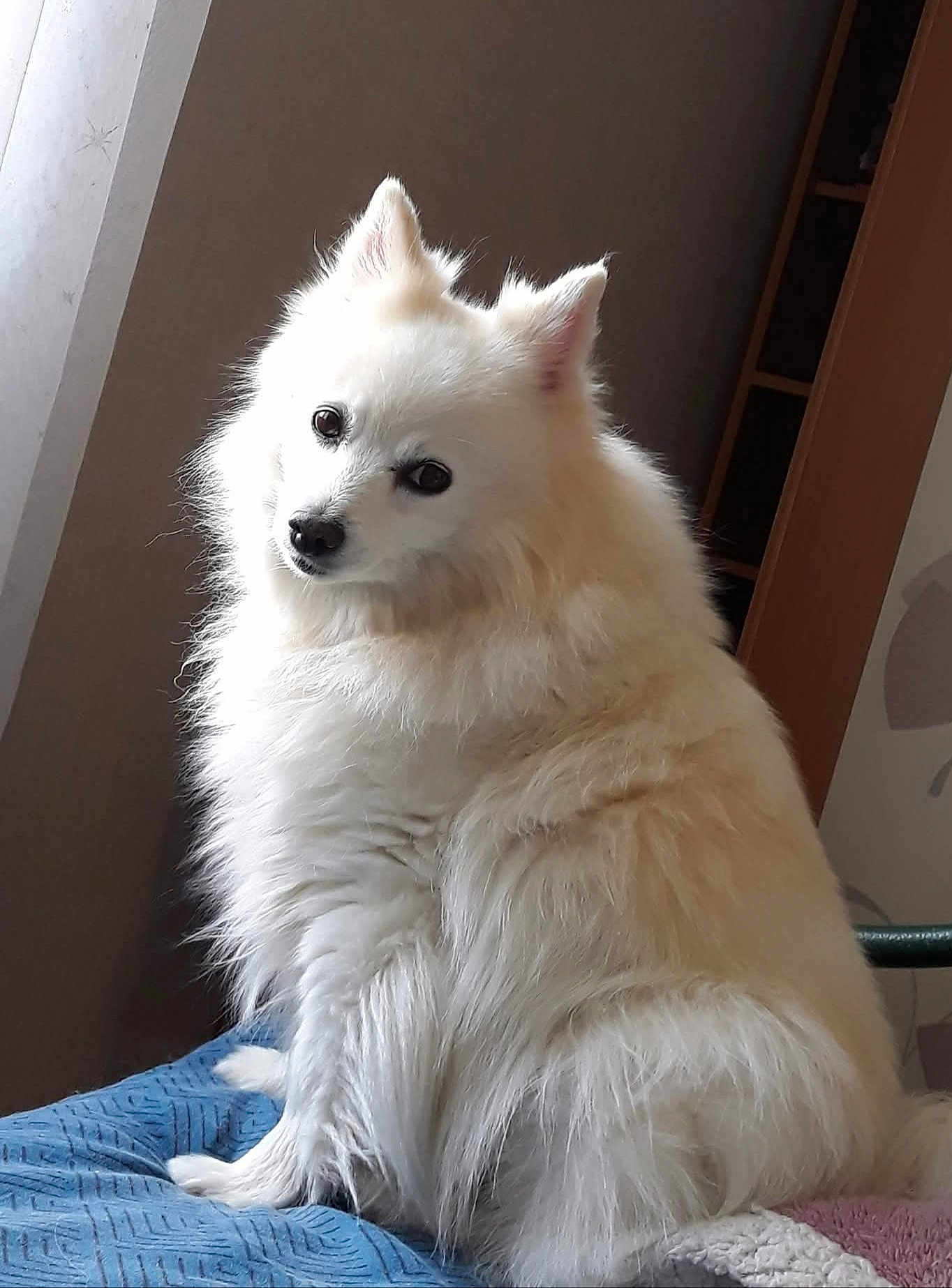 Maya