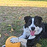 dog, border_collie, black_and_white, pet, outdoor, park, grass, trees, pumpkin, autumn, fall_leaves, nature, animal, canine, happy, tongue_out, sitting, paw, leash, portrait