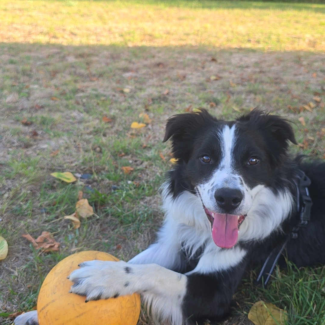 Véga participe au concours pour gagner de l'argent avec cette photo : dog, border_collie, black_and_white, pet, outdoor, park, grass, trees, pumpkin, autumn, fall_leaves, nature, animal, canine, happy, tongue_out, sitting, paw, leash, portrait
