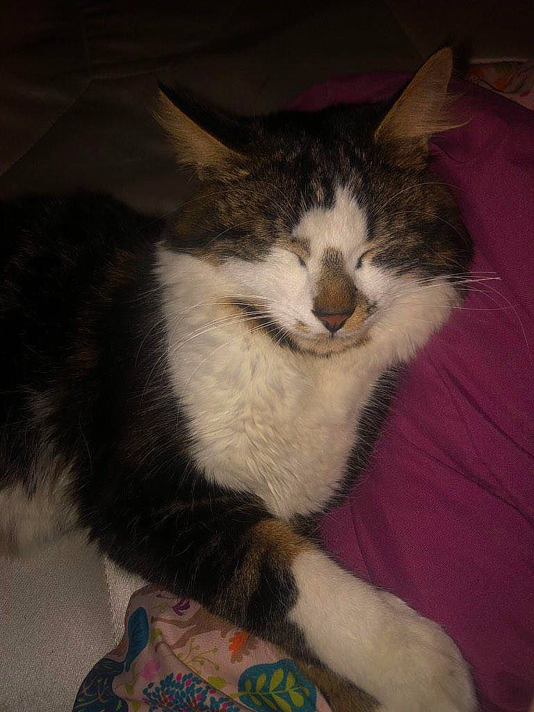 Miaous