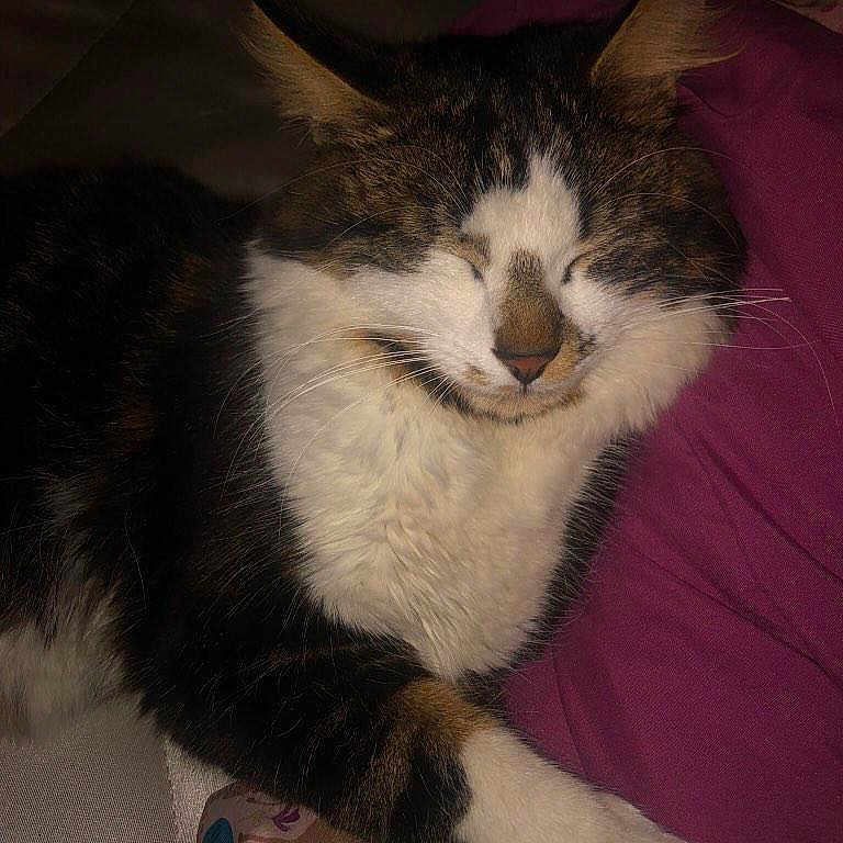 Miaous