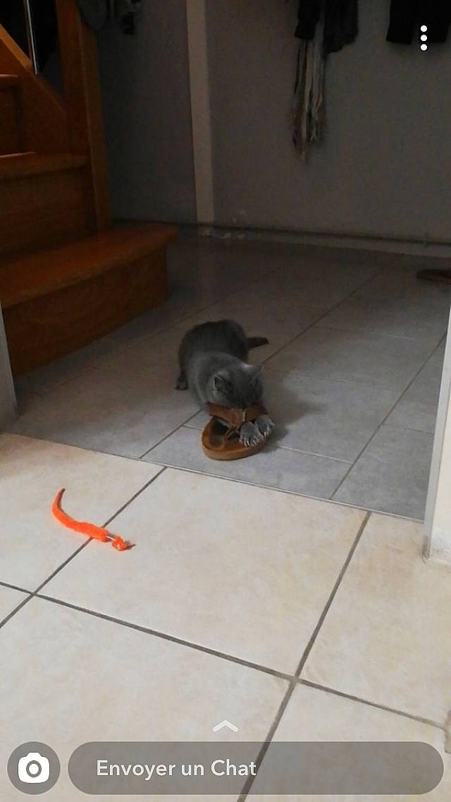 Poppy a rejoint le concours — aidez-le/la à gagner de superbes lots ! canidae, cat, dog_breed, fawn, felidae, floor, flooring, kitten, puppy, small_to_medium_sized_cats, tile