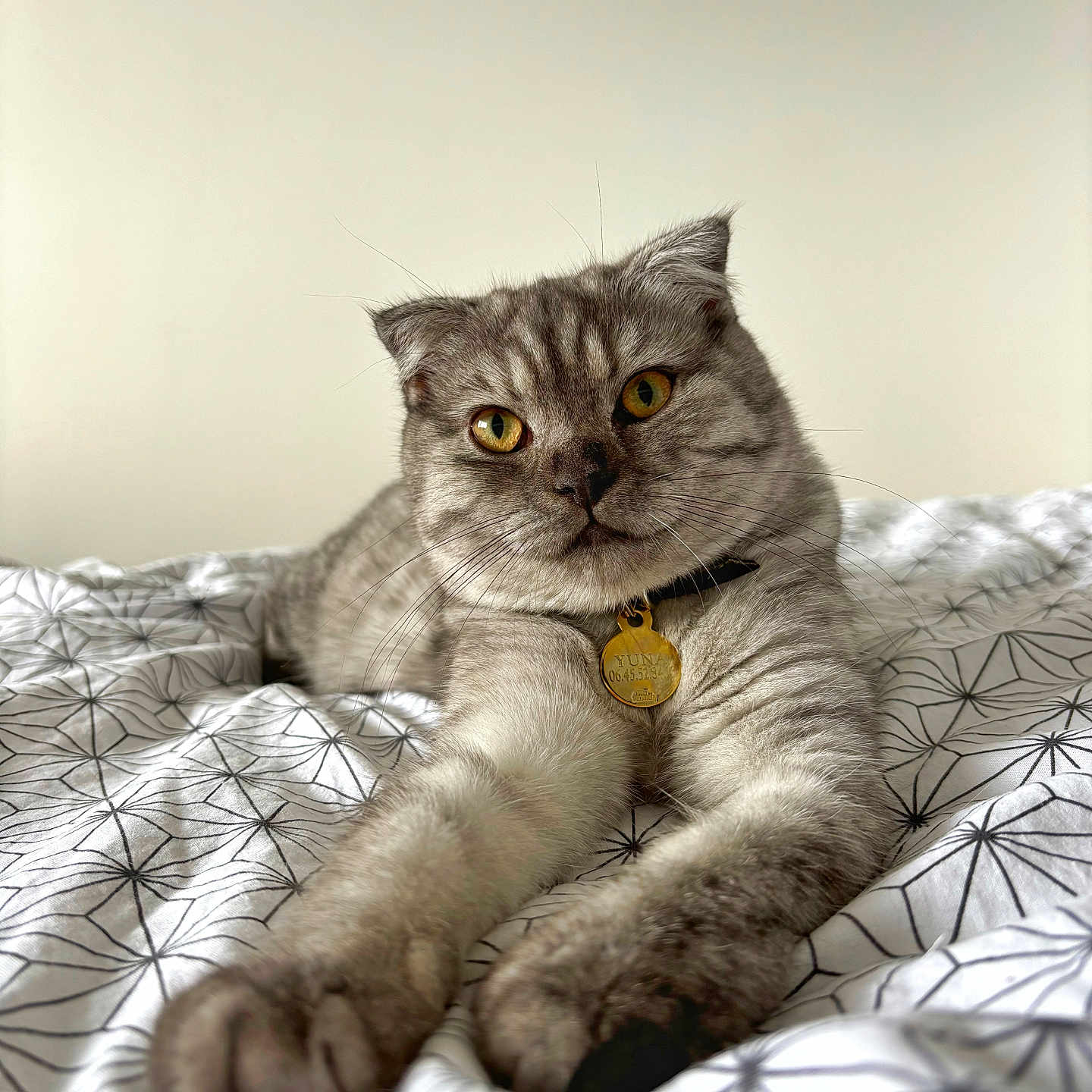 Yuna participe au concours pour gagner de l'argent avec cette photo : abyssinian, angora, animal, bed, bedroom, blanket, cat, couch, egyptiancat, furniture, homedecor, indoors, kitten, linen, manx, pet, quilt, room, siamese, snout