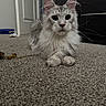 cat, maine_coon, fluffy, carpet, indoor, pet, animal, ears, whiskers, feline, tufted_ears, curious, relaxed, home, door, floor, long_fur, portrait, mammal, domestic_cat