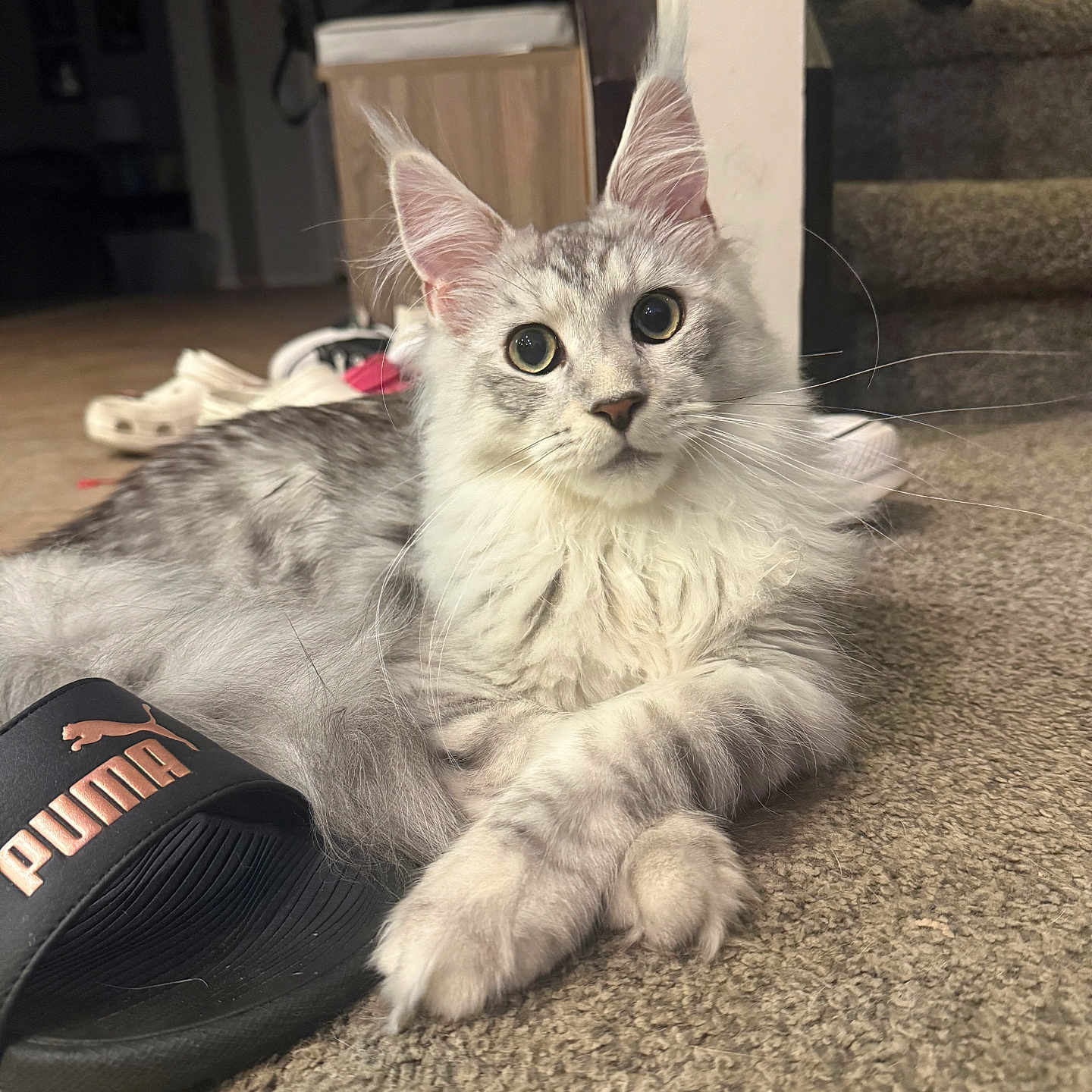 Kluski is registered to the contest to win money with this photo: cat, fluffy, gray, white, carpet, puma_slide, indoor, stairs, shoes, relaxed, pet, animal, feline, crossed_paws, closeup, portrait, whiskers, ears, floor, domestic
