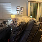 Kluski is registered to the contest to win money with this photo: cat, furniture, leather_chair, indoor, lamp, window, blinds, animal_artwork, cat_tree, curious, fluffy, pet, cozy, relaxed, living_room, black, soft_light, home, resting, domestic