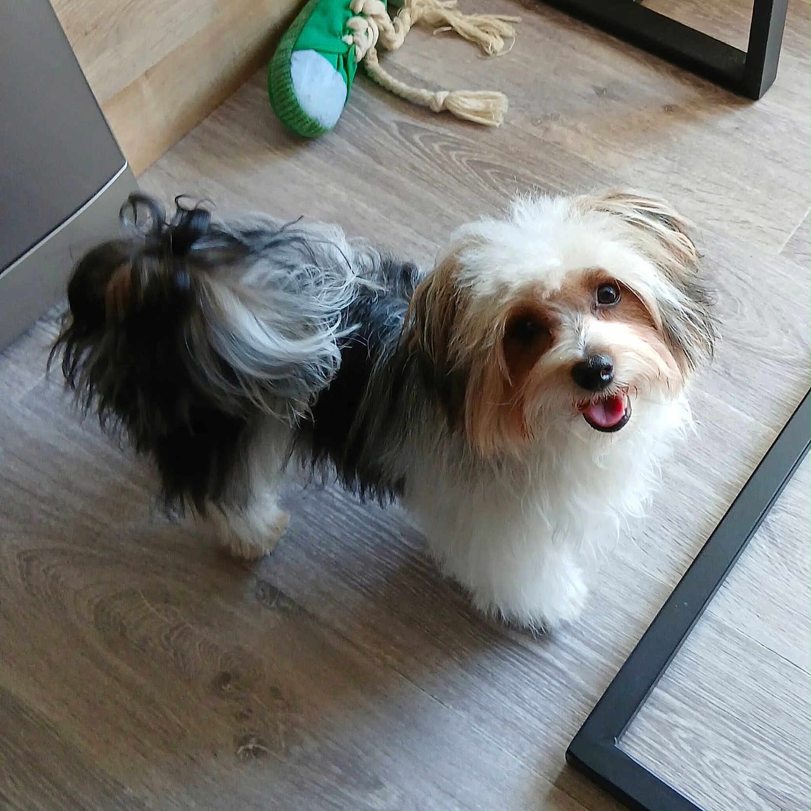 Benji a rejoint le concours — aidez-le/la à gagner de superbes lots ! dog, small_dog, fluffy, happy, tongue_out, indoor, wooden_floor, pet_toy, green_toy, fur, cute, looking_up, animal, companion, household, domestic_animal, playful, paw, tail, friendly