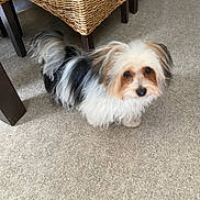 Benji a rejoint le concours — aidez-le/la à gagner de superbes lots ! dog, indoor, carpet, furniture, wicker, pet, animal, curious, fluffy, small_dog, looking_up, brown, white, black, legs, floor, cute, companion, domestic_animal, home