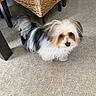 dog, indoor, carpet, furniture, wicker, pet, animal, curious, fluffy, small_dog, looking_up, brown, white, black, legs, floor, cute, companion, domestic_animal, home