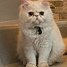 cat, white_cat, fluffy, long_hair, persian_cat, pet, animal, sitting, portrait, front_view, collar, tag, large_eyes, serious_expression, indoors, warm_lighting, brick_wall, steps, cozy, cute