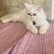 Yuki a rejoint le concours — aidez-le/la à gagner de superbes lots ! cat, persian_cat, white_cat, fluffy, long_hair, pet, animal, lying_down, relaxed, front_view, blue_eyes, whiskers, collar, tag, blanket, woven_texture, pink, indoor, stone_wall, portrait