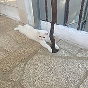 Oxy participe au concours pour gagner de l'argent avec cette photo : cat, white_cat, fluffy, long_hair, lying_down, stretched_out, indoor_outdoor, courtyard, tile_floor, stone_floor, wooden_railing, metal_gate, white_wall, sunlight, relaxed, pet, animal, portrait, furry, funny_expression