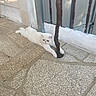 cat, white_cat, fluffy, long_hair, lying_down, stretched_out, indoor_outdoor, courtyard, tile_floor, stone_floor, wooden_railing, metal_gate, white_wall, sunlight, relaxed, pet, animal, portrait, furry, funny_expression