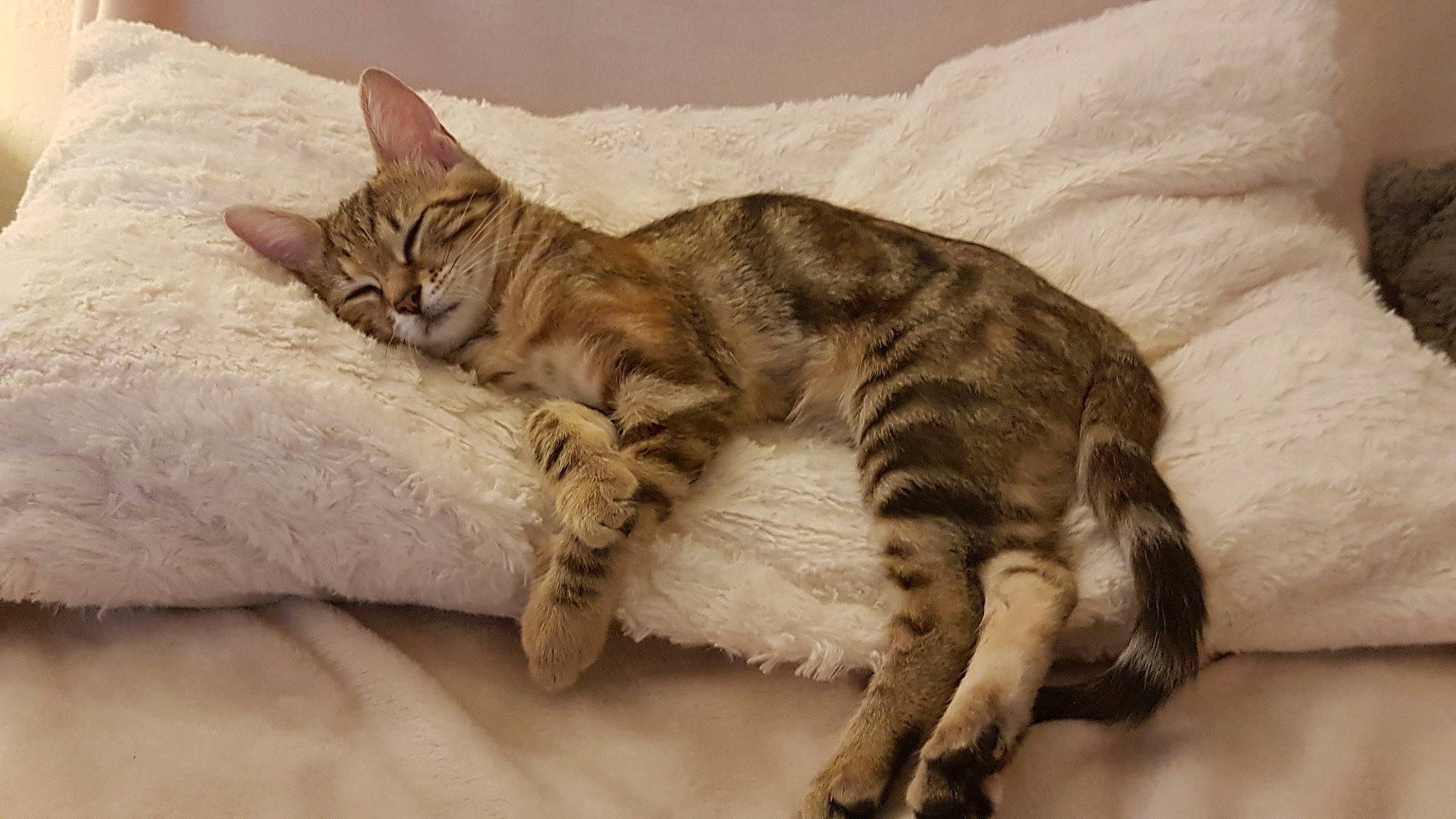 Neytiri a rejoint le concours — aidez-le/la à gagner de superbes lots ! american_shorthair, arabian_mau, asian, australian_mist, california_spangled, carnivore, cat, domestic_short_haired_cat, dragon_li, european_shorthair, felidae, kitten, mammal, oriental_longhair, paw, small_to_medium_sized_cats, sokoke, tabby_cat, vertebrate, whiskers