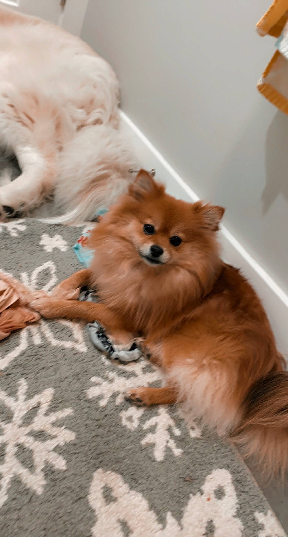 Muffin joined the competition — help win amazing prizes! canidae, carnivore, companion_dog, dog, dog_breed, dog_supply, fawn, fur, german_spitz, german_spitz_klein, german_spitz_mittel, liver, pomeranian, snout, spitz, tail, toy_dog, volpino_italiano, whiskers, working_animal
