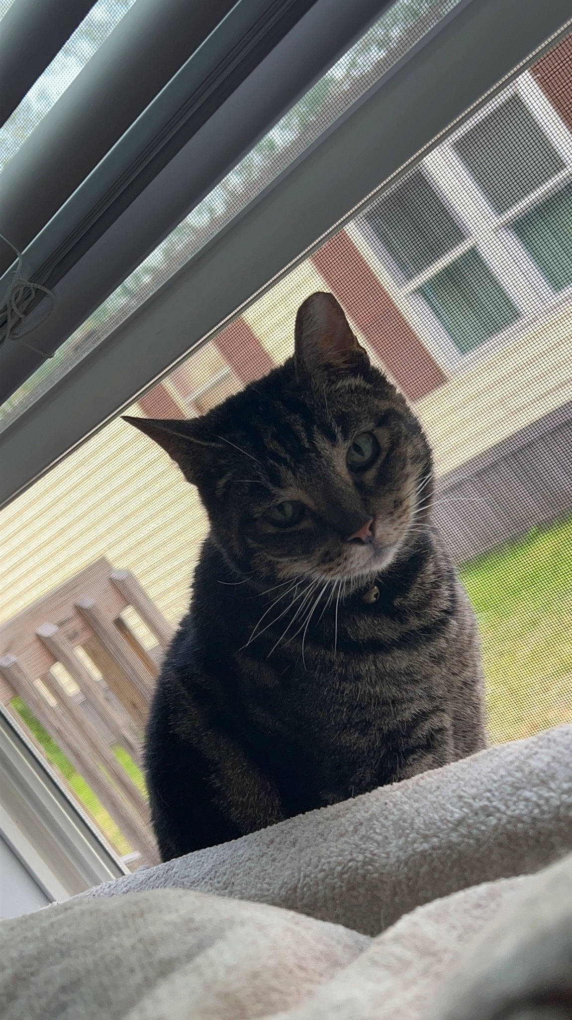 Prince is registered to the contest to win money with this photo: automotive_tire, black_cat, carnivore, cat, domestic_short_haired_cat, door, eye, felidae, grey, line, plant, shade, small_to_medium_sized_cats, snout, tail, tints_and_shades, tree, whiskers, window, wood