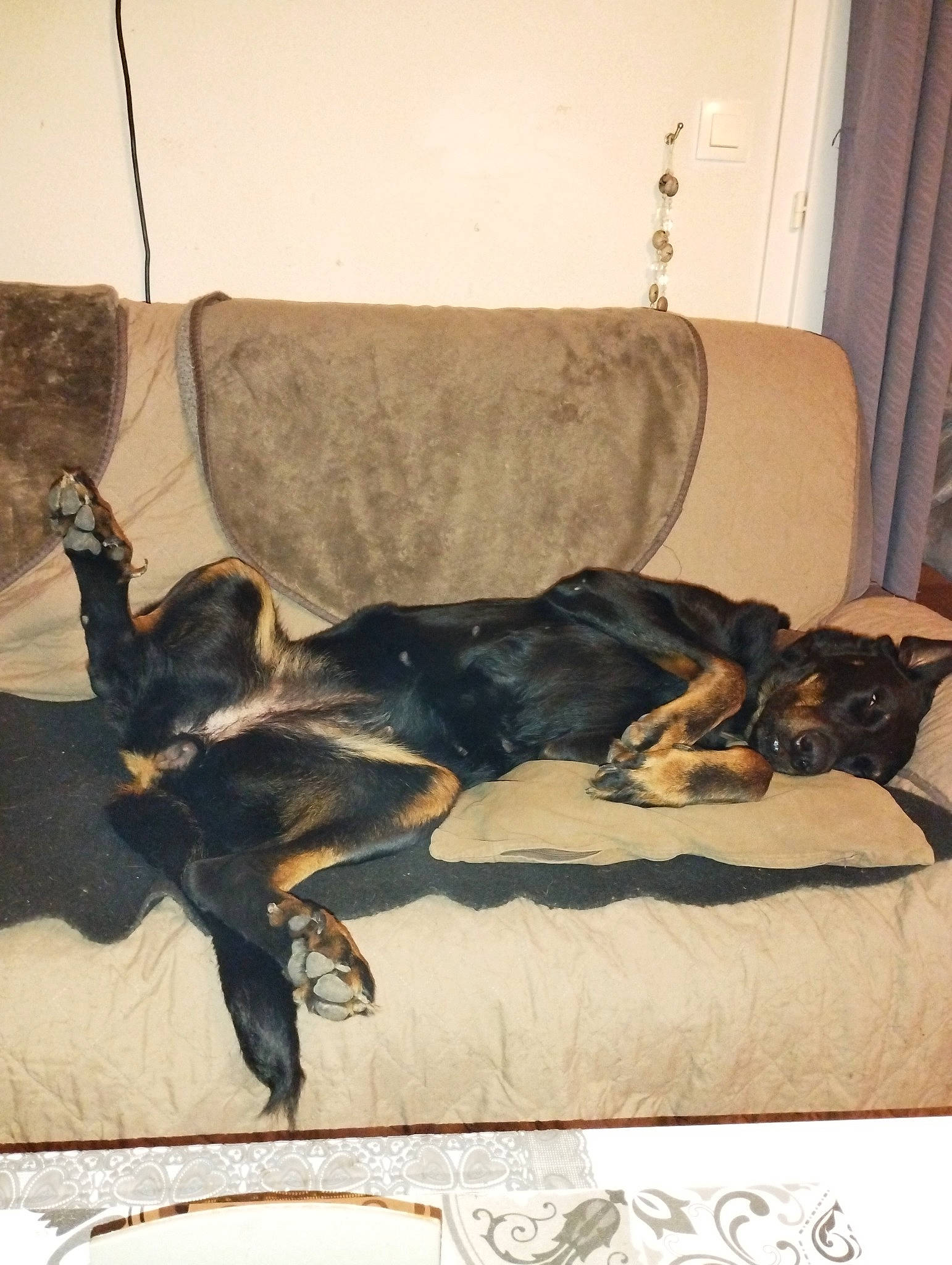 Nash participe au concours pour gagner de l'argent avec cette photo : canidae, carnivore, comfort, companion_dog, couch, curtain, dog, dog_breed, fawn, flooring, guard_dog, hardwood, mammal, nap, sporting_group, tail, tints_and_shades, toy_dog, wood, working_animal