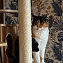 cat, calico, cat_tree, scratching_post, wooden_furniture, indoor, pet, animal, fur, paw, tail, plant_pattern, wallpaper, home_decor, sitting, feline, cute, domestic, cozy, portrait