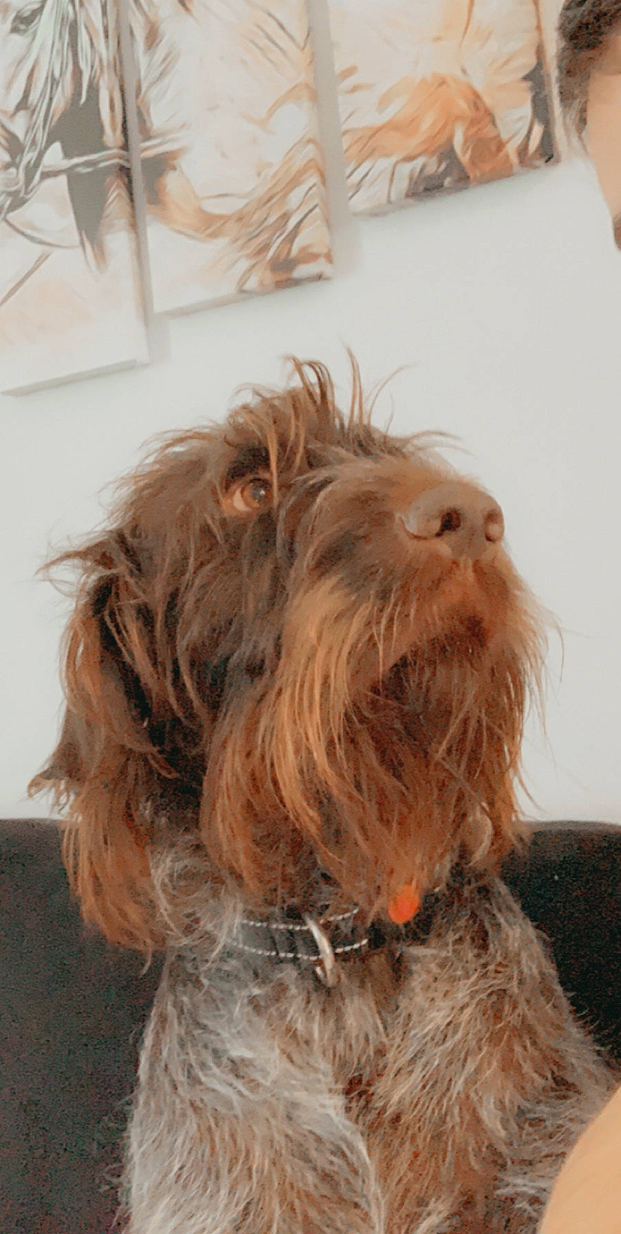 Largo participe au concours pour gagner de l'argent avec cette photo : canidae, carnivore, chewbacca, collar, companion_dog, dog, dog_breed, dog_collar, dog_supply, fur, liver, maltepoo, small_terrier, snout, sporting_group, terrier, toy_dog, water_dog, working_animal, yorkipoo