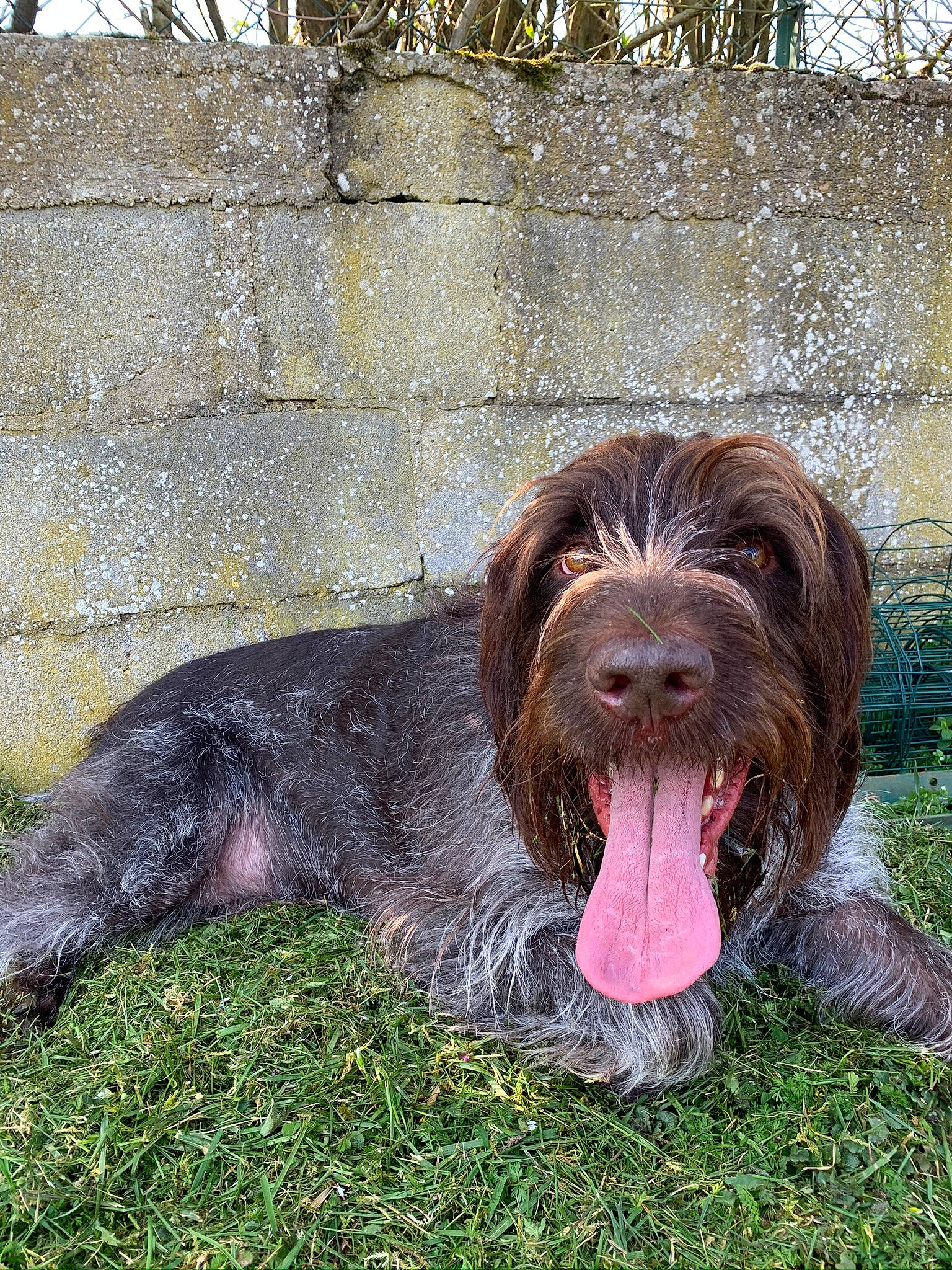 Largo a rejoint le concours — aidez-le/la à gagner de superbes lots ! canidae, carnivore, cesky_fousek, companion_dog, dog, dog_breed, grass, hunting_dog, liver, pudelpointer, snout, spaniel, sporting_group, stichelhaar, terrestrial_animal, terrier, water_dog