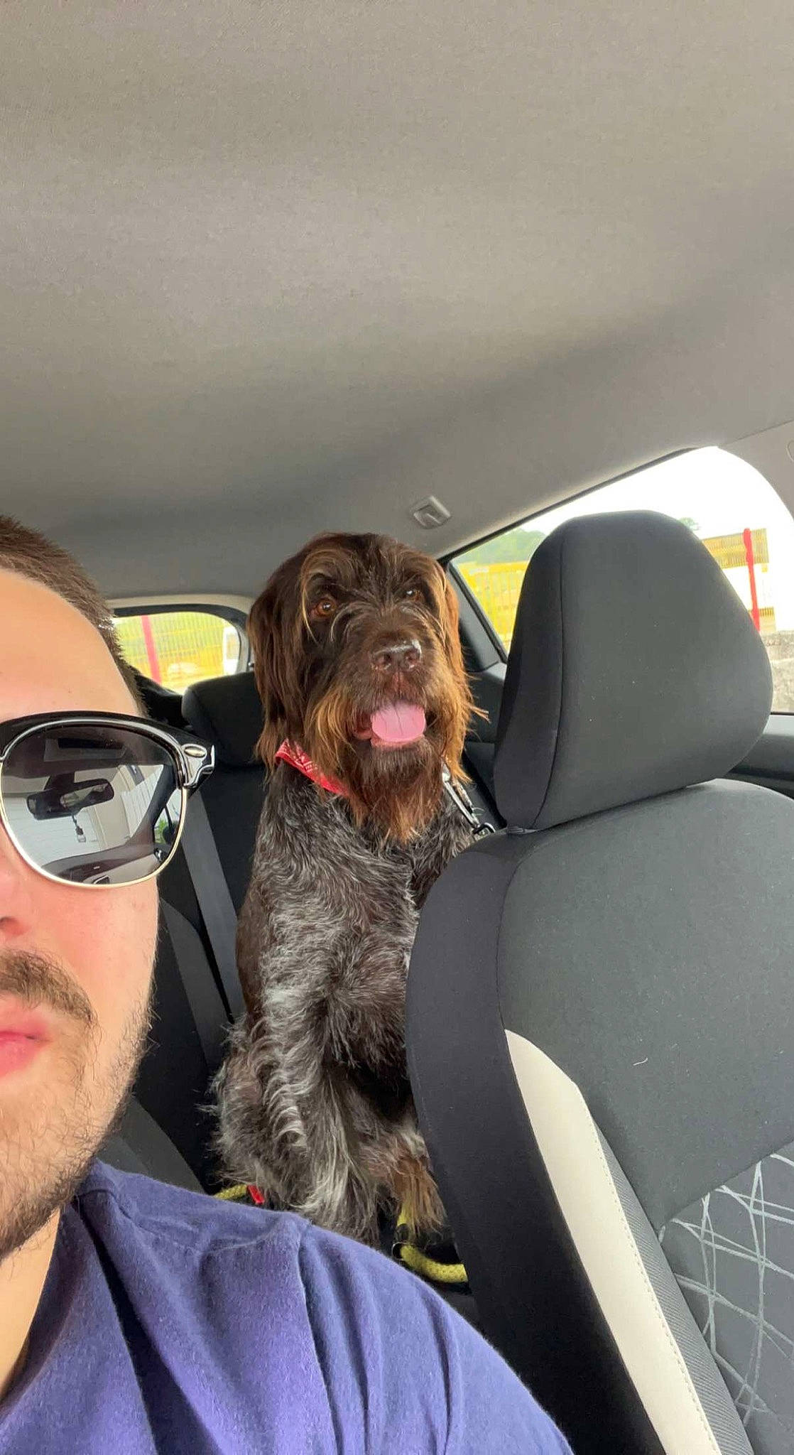 Largo a rejoint le concours — aidez-le/la à gagner de superbes lots ! car, car_seat, car_seat_cover, carnivore, comfort, companion_dog, dog, dog_breed, eyewear, fur, glasses, goggles, head_restraint, liver, luxury_vehicle, motor_vehicle, sporting_group, sunglasses, vehicle, window