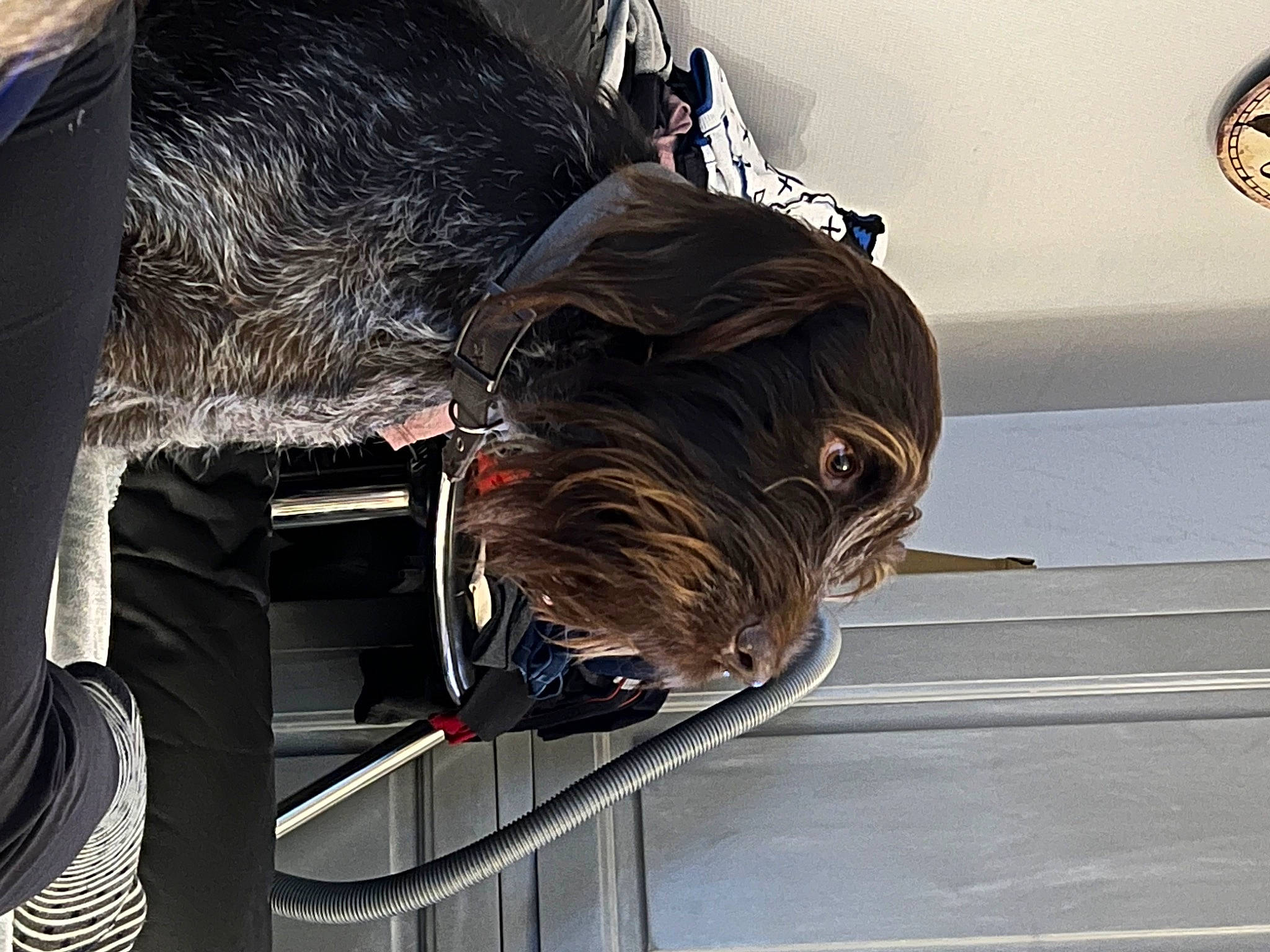 Largo a rejoint le concours — aidez-le/la à gagner de superbes lots ! auto_part, automotive_design, automotive_exterior, automotive_lighting, automotive_tire, automotive_wheel_system, automotive_window_part, bumper, carnivore, dog, electrical_wiring, fender, glass, motor_vehicle, personal_protective_equipment, rim, vehicle_door, windshield, wire, wood