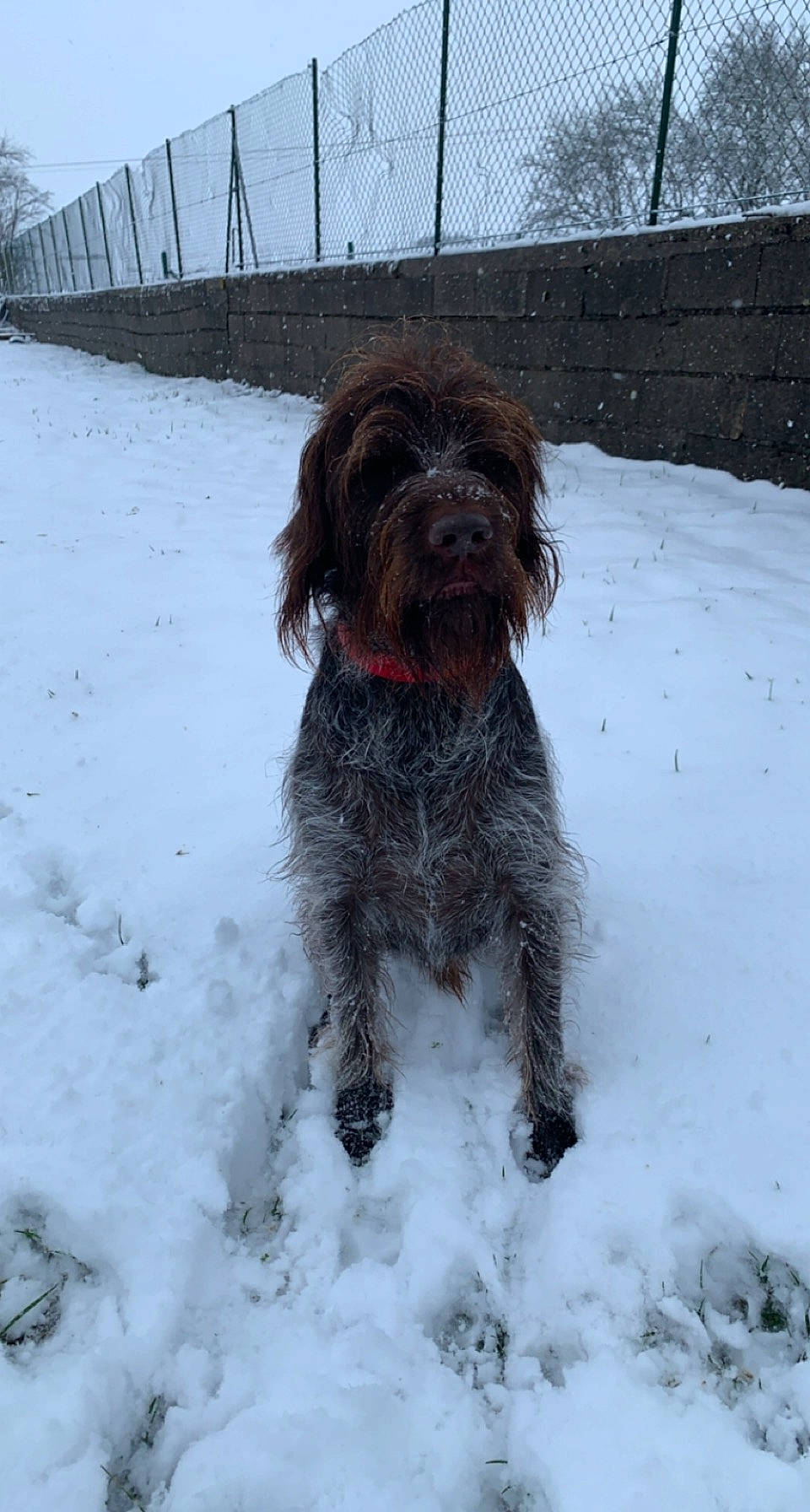 Largo a rejoint le concours — aidez-le/la à gagner de superbes lots ! canidae, carnivore, companion_dog, dog, dog_breed, dog_supply, fence, freezing, fur, liver, non_sporting_group, precipitation, snout, snow, sporting_group, tail, terrier, toy_dog, water_dog, winter