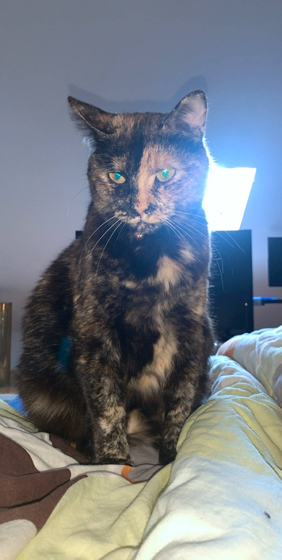 Blue participe au concours pour gagner de l'argent avec cette photo : asian, california_spangled, carnivore, cat, domestic_short_haired_cat, dragon_li, european_shorthair, felidae, fur, german_rex, kitten, mammal, ojos_azules, small_to_medium_sized_cats, tabby_cat, whiskers