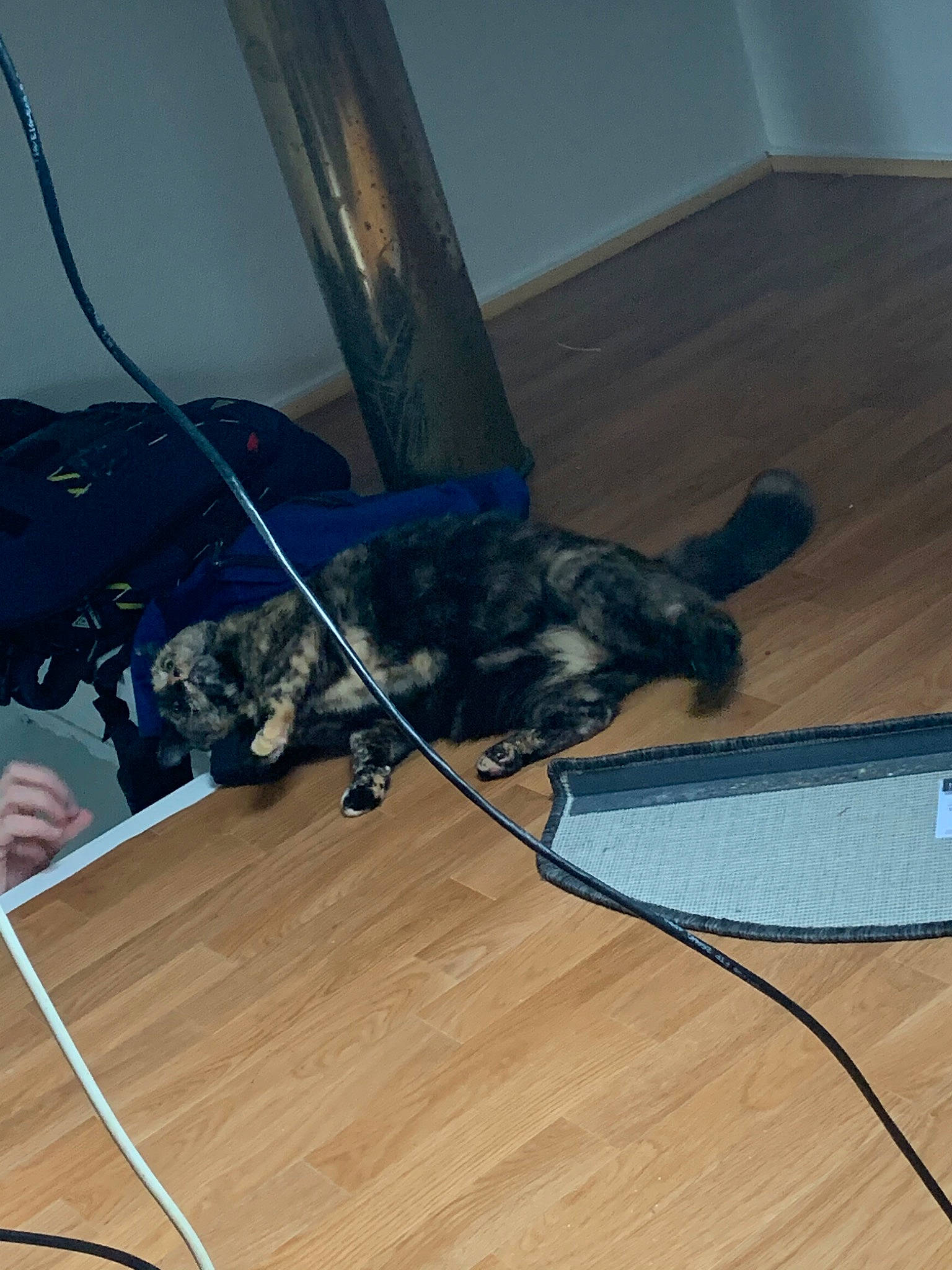 Blue a rejoint le concours — aidez-le/la à gagner de superbes lots ! cable, electrical_wiring, electronic_device, floor, flooring, hardwood, laminate_flooring, room, technology, wire, wood, wood_flooring