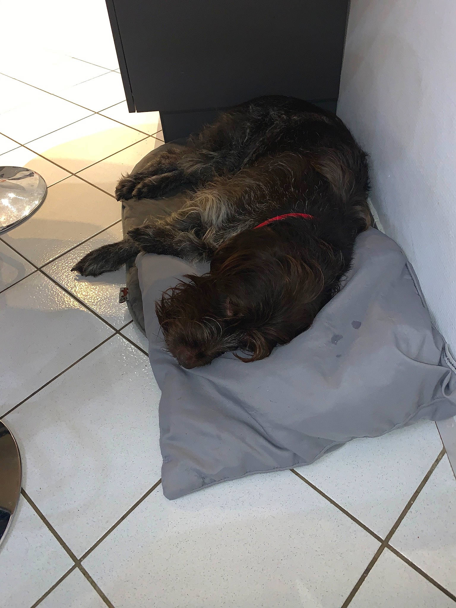 Largo participe au concours pour gagner de l'argent avec cette photo : canidae, dog_breed, floor, snout, sporting_group